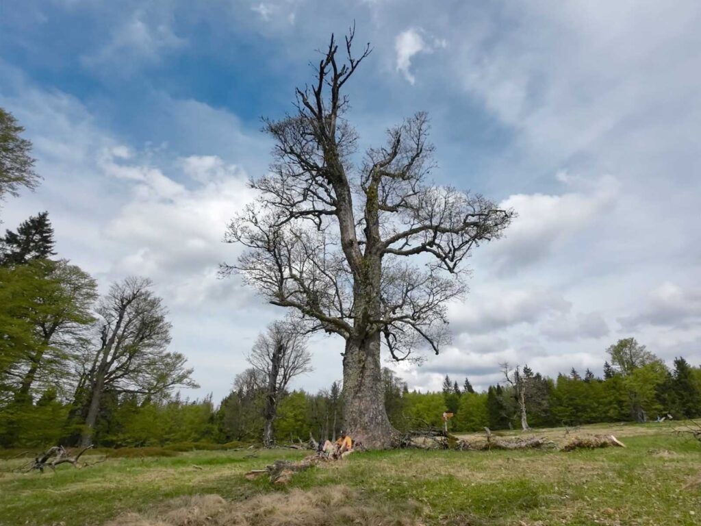 Kohlschachten