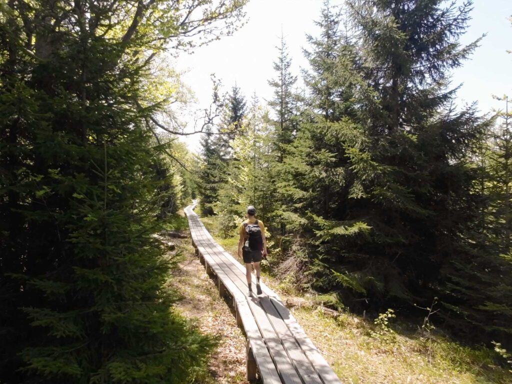 Bohlenweg zur Gläsernen Arche