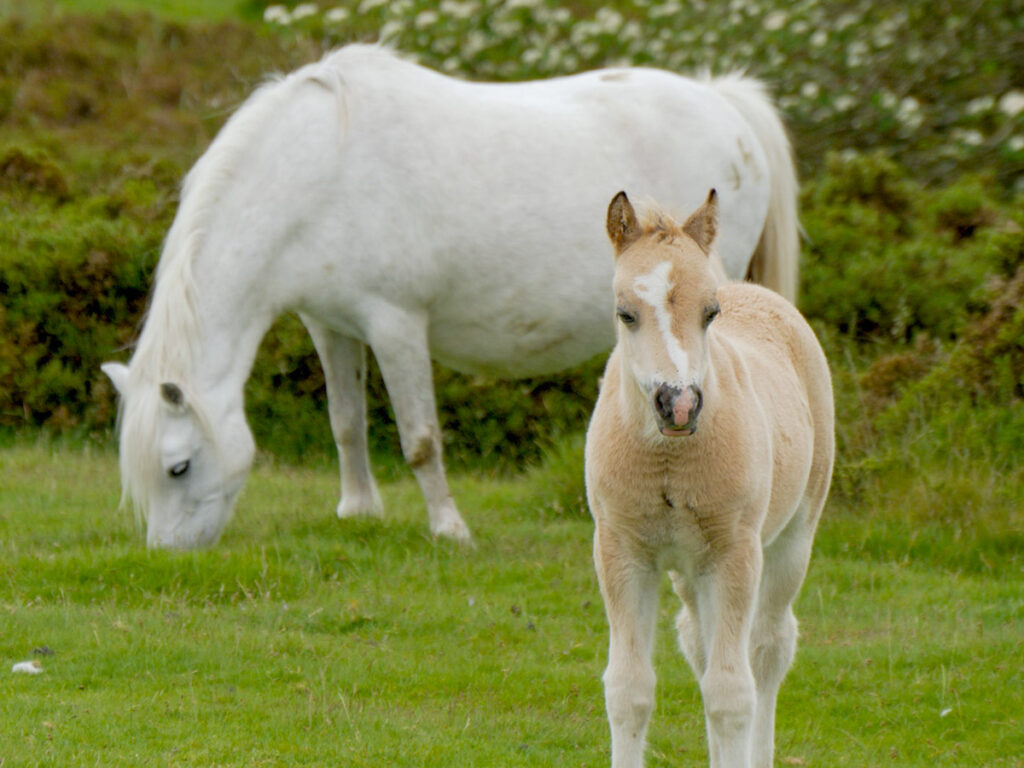 Wildpferde auf der Hergest Ridge