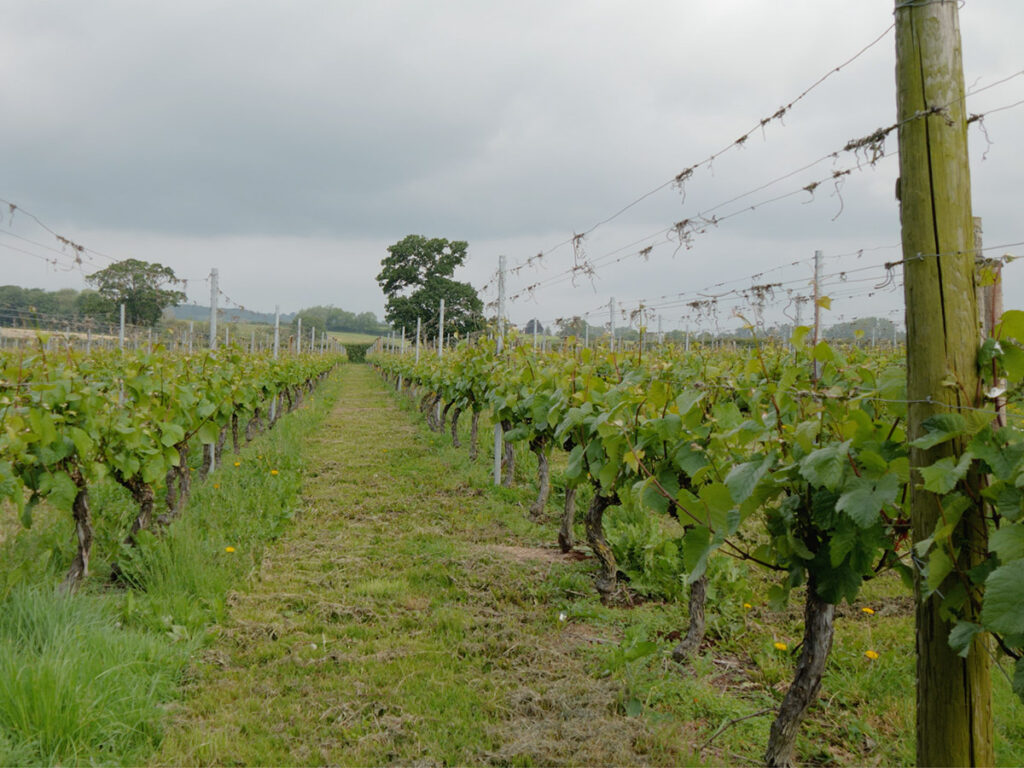 Vineyard bei Brompton