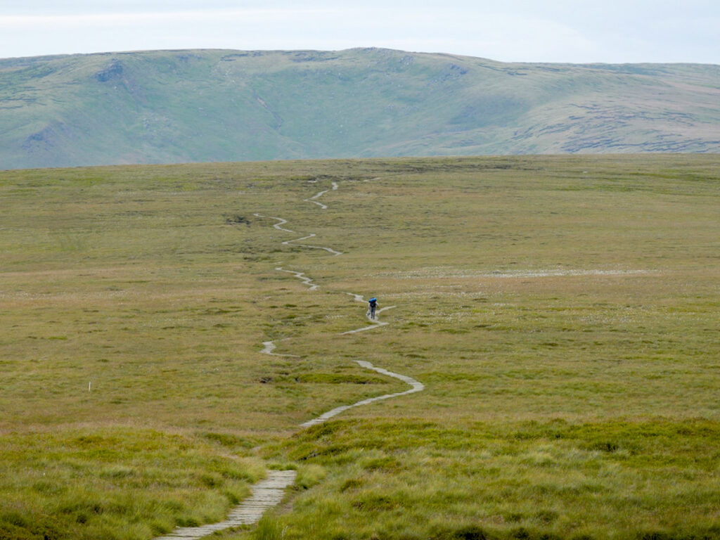 Featherbed Moss