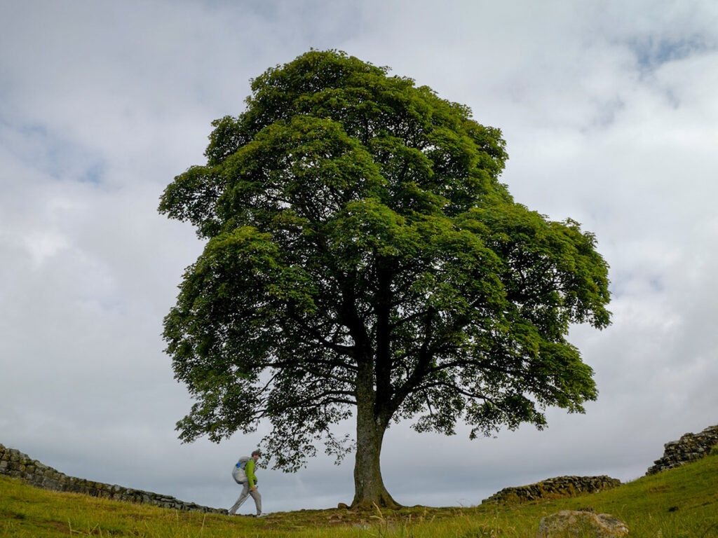 Sycamore Gap Tree