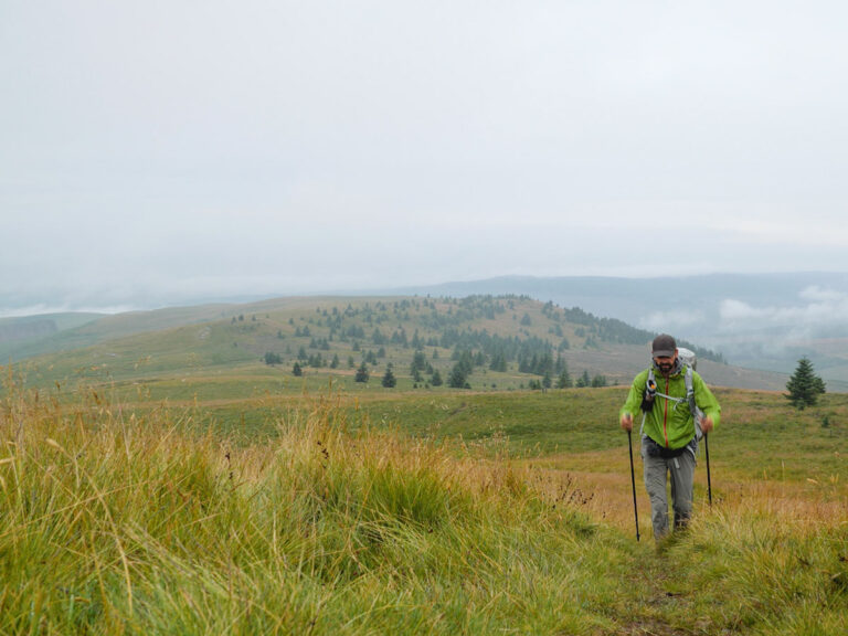 Bezaubernde Cheviots
