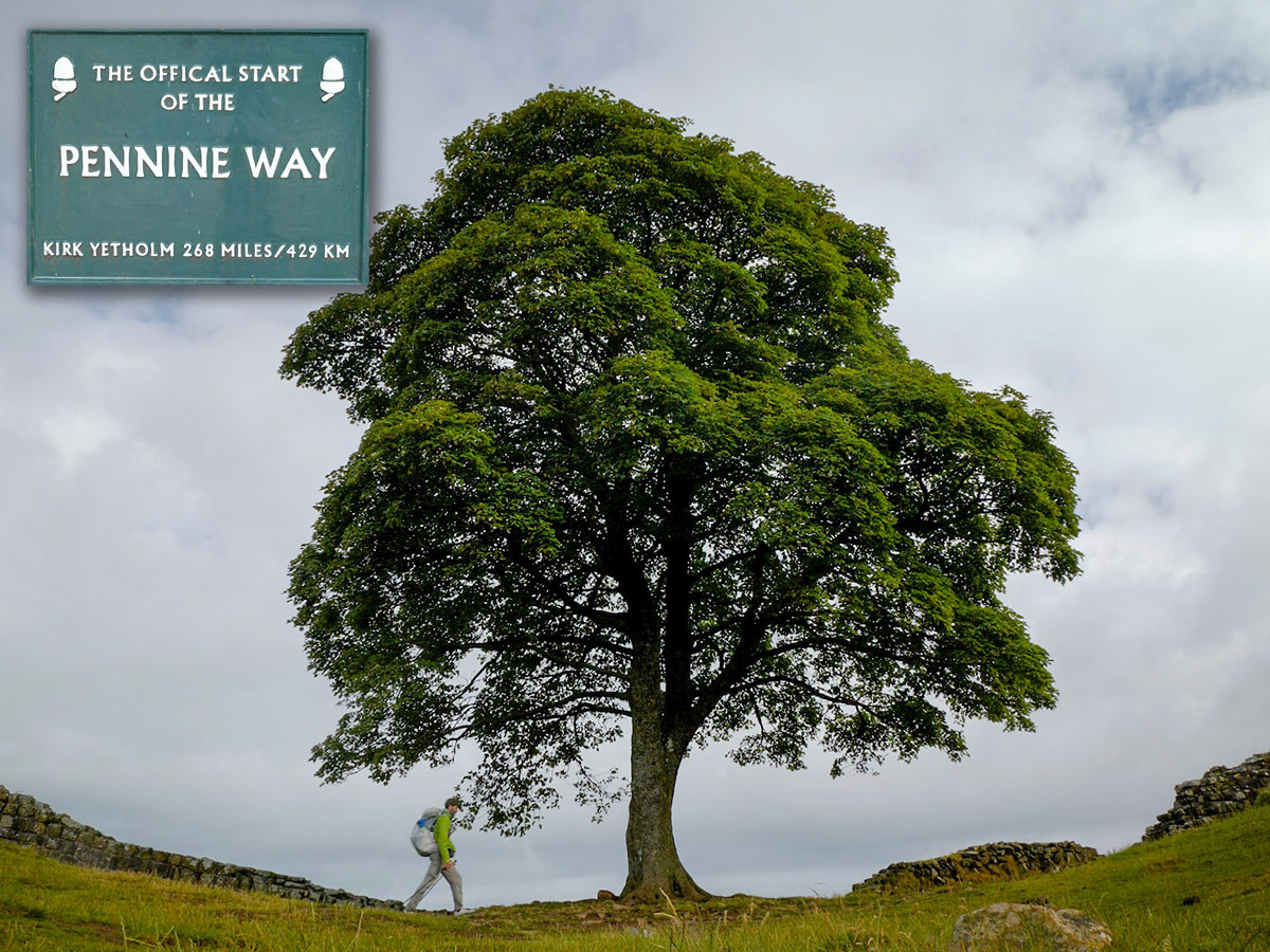 sycamore tree